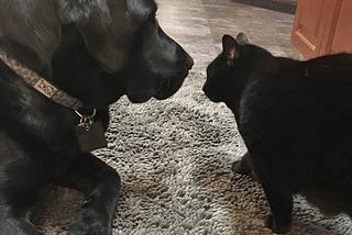 Picture of a black lab and a small black cat sitting on a piece of carpet looking at each other face to face