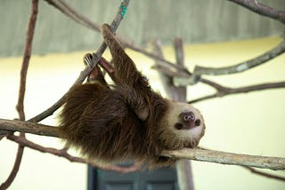 A preguiça é um substantivo enigmático