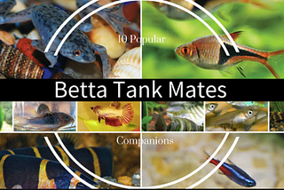 Top Five Betta fish Tank Mat