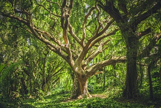 Organization: The lost art of giving space for living