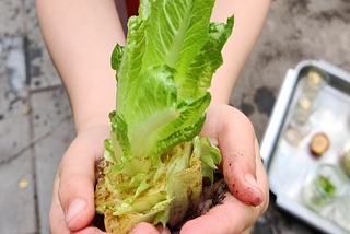 My 4YO Twins Grew Vegetables from Leftovers! It was FUN & EASY!