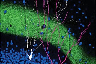 The Neurobiological Foundation of Memory Retrieval
