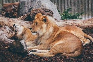 🌟🌟🌟 #ForwardThinkingLeadership: Finding Strength in Rest 🌟🌟🌟
