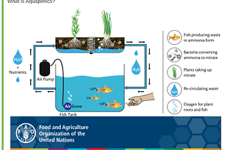 Building DIY Backyard Aquaponics in Melbourne