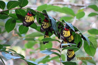 Red-base Jezebel (Delias pasithoe) butterflies taking shelter together under leaves. Taken in 2013 at Kadoorie Farm and Botanic Garden, Hong Kong.