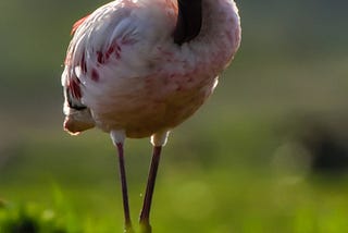 Ahmed Nashaat An Introduction to Bird Photography