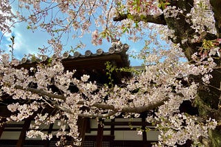 Beautiful Seasons in Japan - Spring