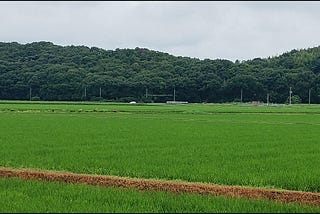 The Emerald Carpet of Japan