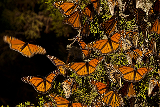 The Hidden Secret Behind Animal Migration and Smart Financial Moves