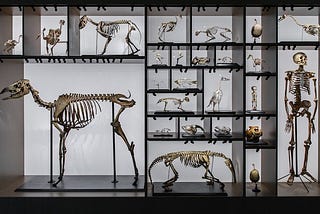 Dinosaur and human skeletons