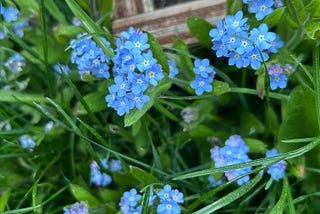 Tiny blue flowers