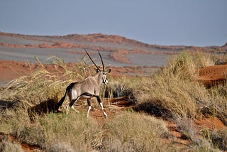 Gemsbok