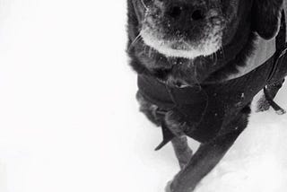 cloudy eyes + gray muzzles: a photographic celebration of senior dogs