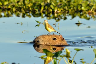 How connecting ecosystem conversion and biodiversity reporting can protect nature at scale