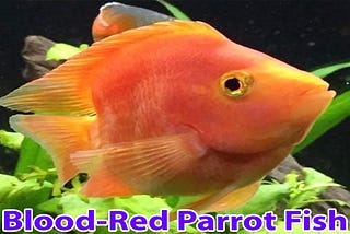 Blood-Red Parrot Fish