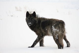 Protecting the Gray Wolf is Protecting Our Public Lands