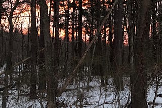 When Winter Sunlight Shined Throughout the Wood