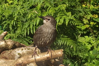 What’s it Like Raising a Baby Starling?