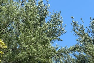 White pines on a breezy clear spring day