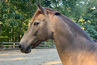 Lightning Struck Twice. A Horse And A River Guide Kept Me Sane.