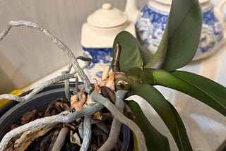 Budding Orchids, Missing Pieces, Christmas Vibes, and Another Train Journey…