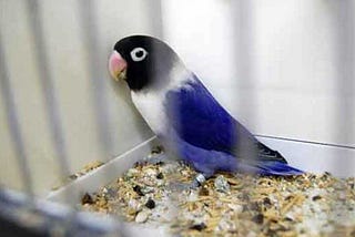 This Is Lovebird Food For Gacor And How To Care For It