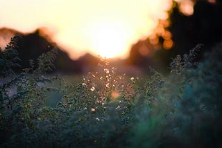 Honoring the Stages of Regeneration