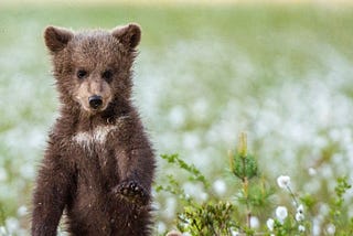A bear cub standing up on hind legs in a field of white flowers