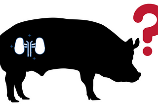 silhouette of a pig with a kidney, and a question mark by its head