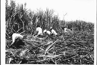 The not-so-sweet story of how Filipino workers tried to take on Big Sugar in Hawaii