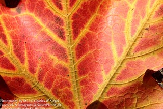 The Song of Autumn