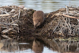 Being a better beaver