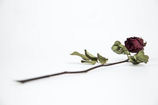 A single dried red rose