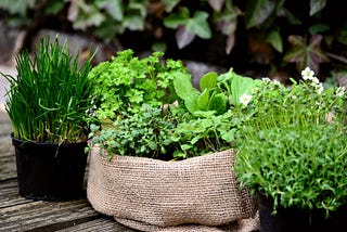 Herbs in pots