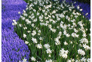 River of Flowers, Lisse, Netherlands