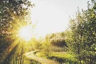 Sunlight peeking over the tops of trees on the horizon
