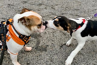My Dog Taught Me to Let My Freak Flag Fly and My Life is Better for It