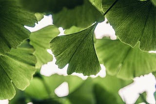 ginkgo leaves