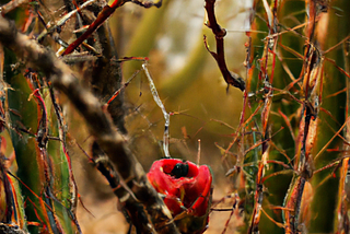 A rose in a cactus forest.