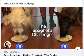 Dogs Eating Noodles…