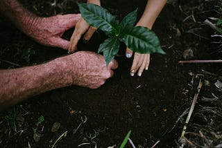 The Second Best Time to Plant a Tree