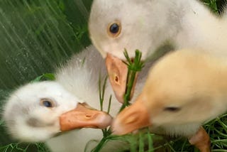 When the green one was distracted: geese pounced on an appetizing green stem ...