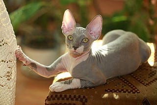 The Benefits of Petting a Hairless Sphynx Cat: A Unique and Therapeutic Experience