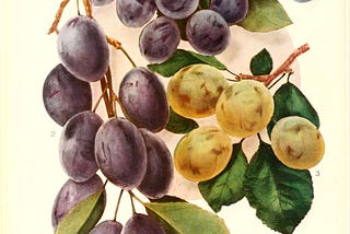 Illustrations of plums, brown stems and green leaves. 1. Shropshire Damson, round and purple — Quality good; season medium. 2. German Prune, yellow and oval — Quality good; season medium. 3. Green Gage-. Purple, longer, more of an oval shape. Quality very best; season medium.