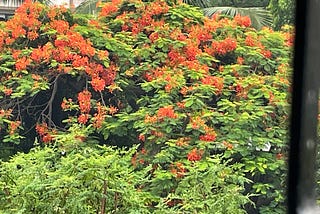 mumbai — the gulmohar era