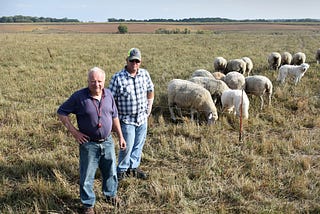 Winona County sheep producer boosts productivity with rotational grazing