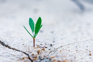 Paul Graham: Startup = Sự tăng trưởng (Phần 2 — cuối)