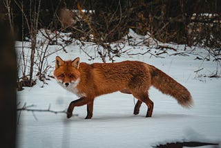 Foxes in the Moon: Weekly Quiz #4