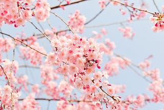 A cherry blossom