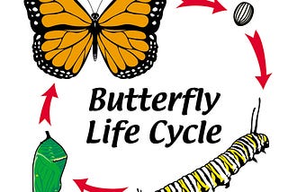 Life Cycle — Encyclopedia